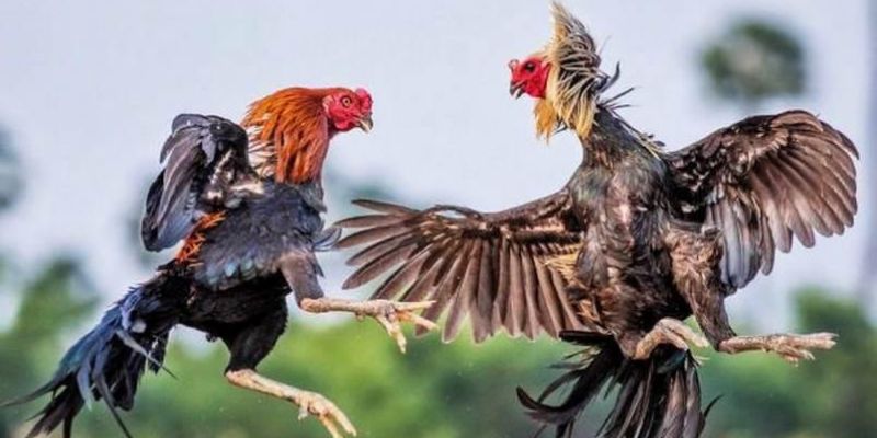 Hình thức chọi kê siêu hấp dẫn
