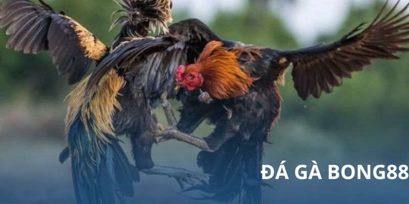 Bíp kíp chơi cá cược đá gà Bong88 hiệu quả