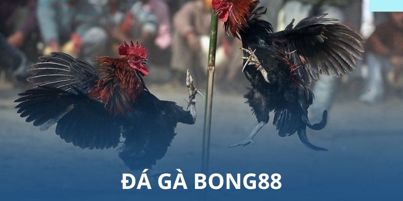 Địa chỉ chơi chọi kê đáng tin cậy, an toàn