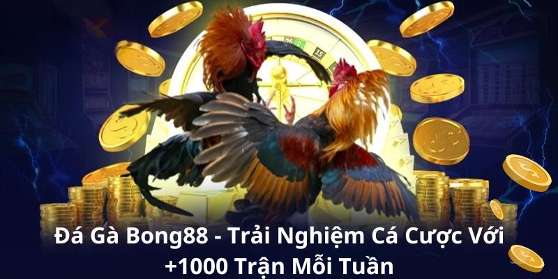 Vài nét chung về đá gà Bong88